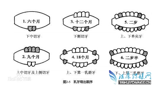 一般正常而言，成年人大概有多少颗牙？【征途答题】