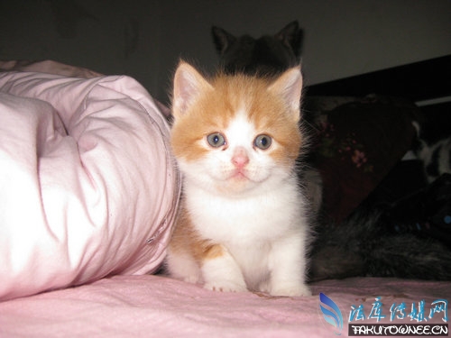 猫为什么总是不听话?猫为什么未被完全驯化?