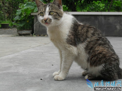 猫为什么总是不听话?猫为什么未被完全驯化?