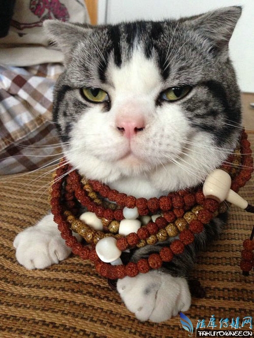 猫为什么总是不听话?猫为什么未被完全驯化?