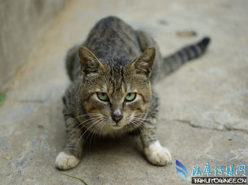 猫为什么总是不听话?猫为什么未被完全驯化?