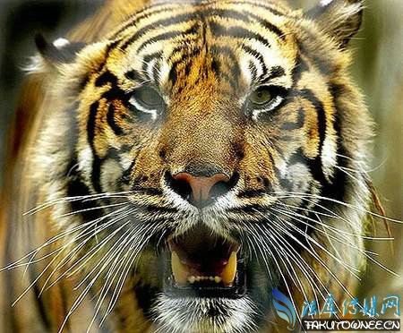 为啥千万不可背对猫科动物?背对猫科动物等于送死