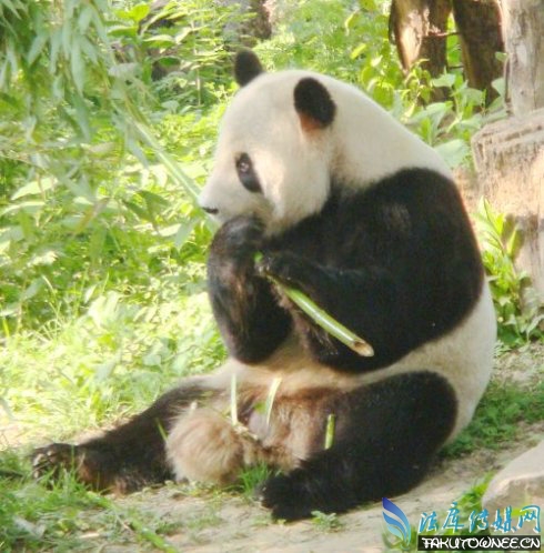 熊猫为什么吃竹子？大熊猫没有竹子吃会死吗？