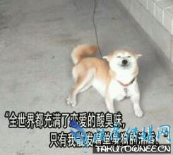 撒狗粮意思