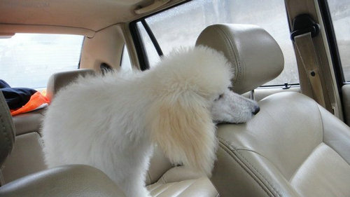 狗狗坐车时为什么细欢把头伸出车窗外?宠物狗也会晕车吗?