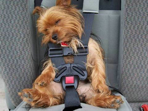 狗狗坐车时为什么细欢把头伸出车窗外?宠物狗也会晕车吗?