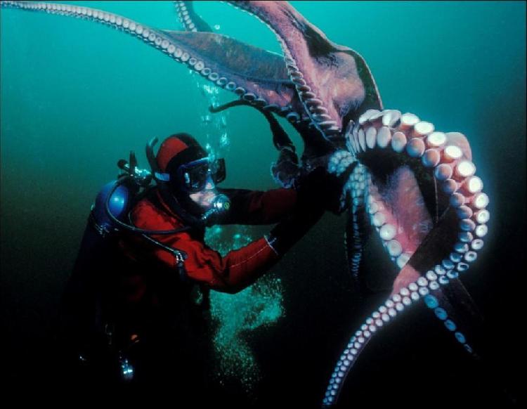 图为一名极其勇敢的潜水员紧紧握住一只巨大的太平洋章鱼.
