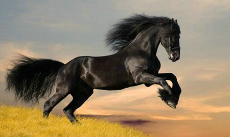 马一天能跑多少公里