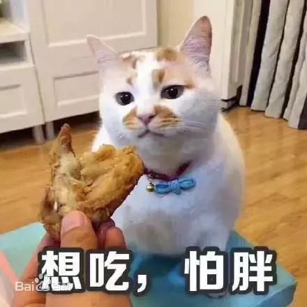 网红表情包猫楼楼