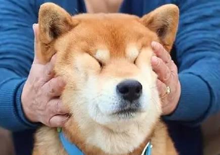 柴犬的脸为什么特别大?