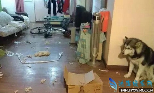 阿拉斯加为什么喜欢拆家?拆家犬排名榜