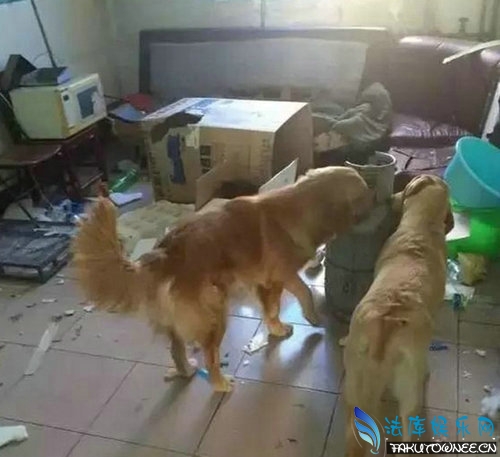 阿拉斯加为什么喜欢拆家?拆家犬排名榜