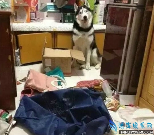阿拉斯加为什么喜欢拆家?拆家犬排名榜