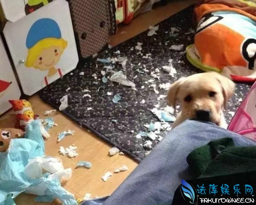 阿拉斯加为什么喜欢拆家?拆家犬排名榜
