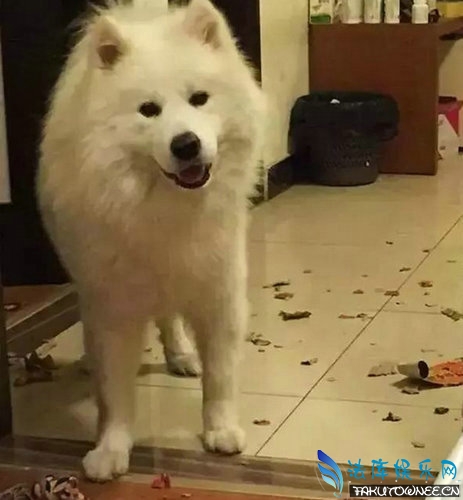 阿拉斯加为什么喜欢拆家?拆家犬排名榜