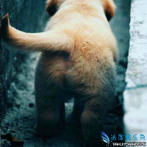 猪的尾巴有什么作用?动物为什么都要长尾巴?