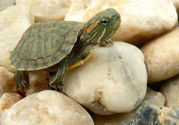 巴西龟和草龟哪个更有灵性