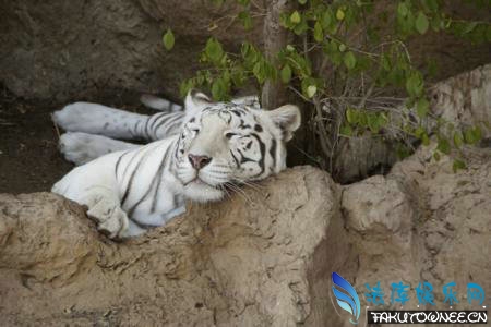 白色的老虎是什么品种？老虎的品种有哪些？