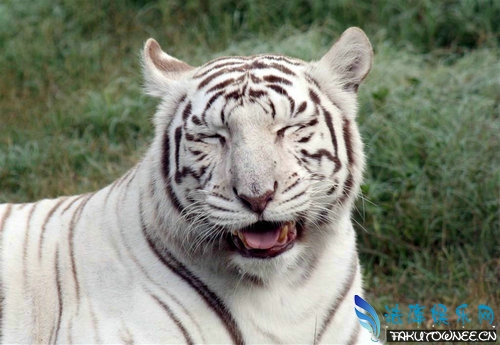 白色的老虎是什么品种？老虎的品种有哪些？