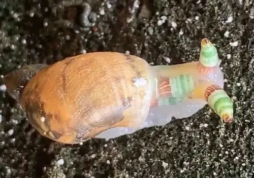僵尸蜗牛是什么东西 僵尸蜗牛会咬人吗