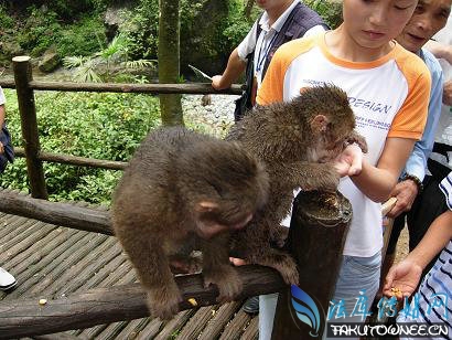 峨眉山的猴子会耍流氓,峨眉山猴子伤人事件频发