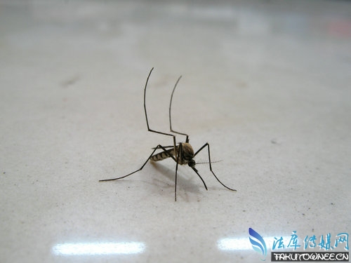为什么蚊子只在夏天有?为什么我特别的招蚊子咬?