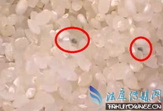 刚发霉的大米可以吃吗?发霉的大米如何处理?